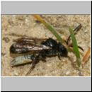 Mimumesa sp - Grabwespe 09f 6-7mm mit Zikade - OS-Hasbergen-Lehmwiese.jpg